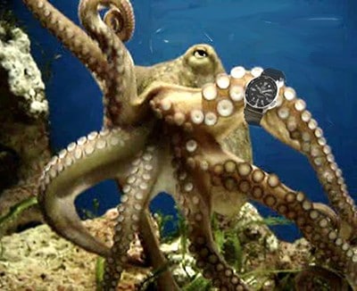 Shannon Kernaghan Octopus-timing Octopus Boy Rocks Humor Culture Drinking Games Sports  usa shannon kernaghan rock paper scissors octopus boy octopus ink cloud games cave dwellers audio story  